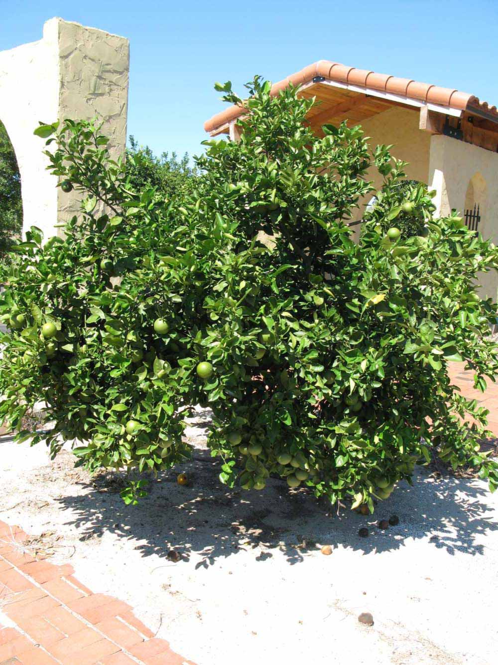            Habit (Winter Haven, FL)   